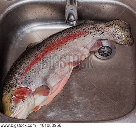 Whole Disemboweled Carcass Of A Fresh Uncooked Rainbow Trout Peeled From Fish Scales In The Stainles
