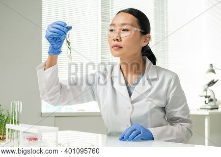 Young Asian female laboratory worker in gloves, whitecoat and protective eyeglasses looking at flask containing green lab-grown soy sprout