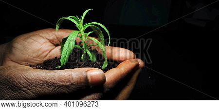 Woman Holding A Half Grown Plant In Her Hand Isolated On A Black Background With A Copy Space For Te