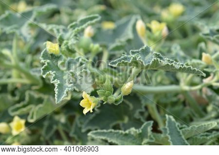 Squirting Cucumber - Latin Name - Ecballium Elaterium