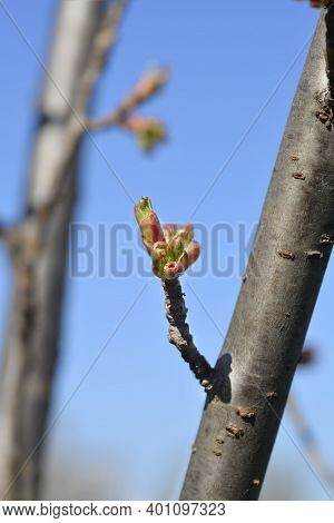 Japanese Flowering Cherry Kanzan Flower Buds - Latin Name - Prunus Serrulata Kanzan