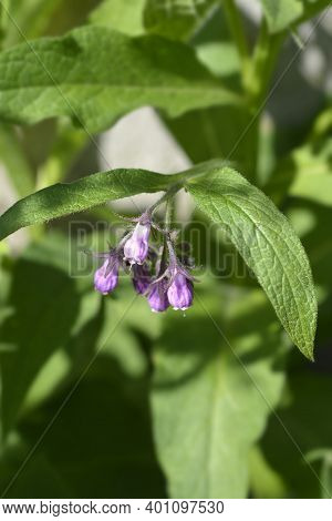 Common Comfrey - Latin Name - Symphytum Officinale
