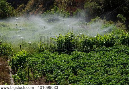 Irrigation Of A Potatoes Cultivation. Agulo. La Gomera. Canary Islands. Spain.