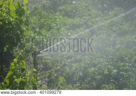 Water Sprinkler Irrigating A Potatoes Cultivation. Agulo. La Gomera. Canary Islands. Spain.