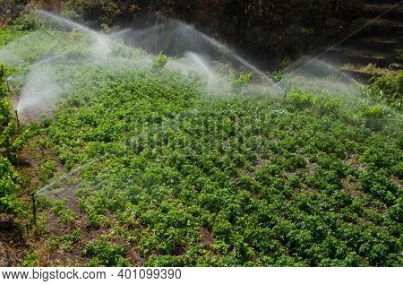 Irrigation Of A Potatoes Cultivation. Agulo. La Gomera. Canary Islands. Spain.