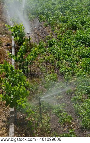 Irrigation Of A Potatoes Cultivation. Agulo. La Gomera. Canary Islands. Spain.