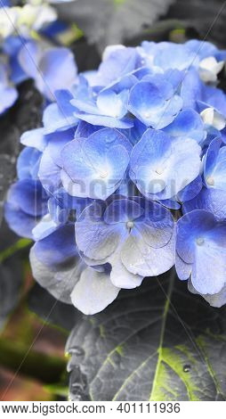 An Abstract Picture Of Blue Flowers On A Blooming Hydrangea Or Hortensia In A Summer Garden In Torri