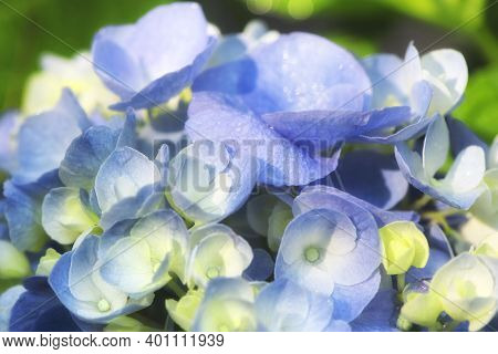 A Macro View Of Blue And Yellow Flowers On A Blooming Hydrangea Or Hortensia In A Summer Garden In T