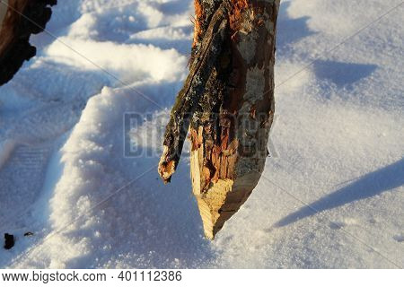 Tree Gnawed By Beavers. Damaged Chewed Tree With Animals Teeth Marks