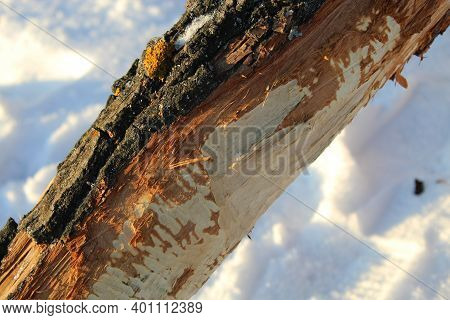 Tree Gnawed By Beavers. Damaged Chewed Tree With Animals Teeth Marks