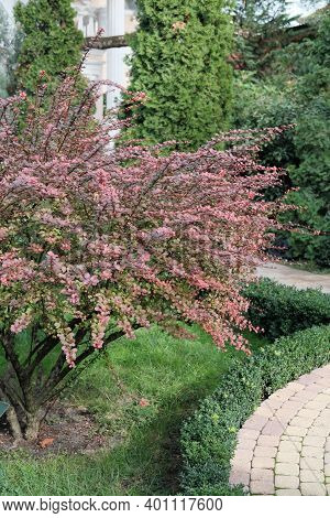 Gardening Concept. Blooming Bush Of Red Barberis. Colorful Plant In A Garden. Pink Blossom Bush Of B