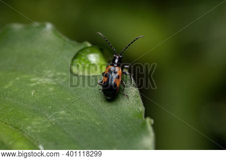 Adult Shining Leaf Beetle