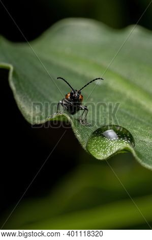 Adult Shining Leaf Beetle