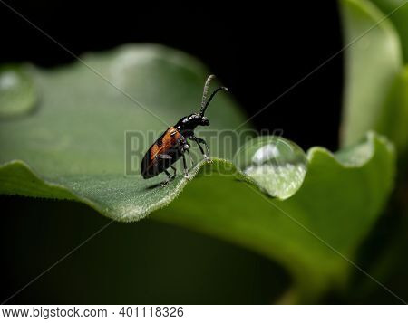 Adult Shining Leaf Beetle