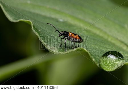 Adult Shining Leaf Beetle
