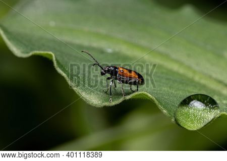 Adult Shining Leaf Beetle