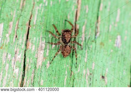 Small Jumping Spider