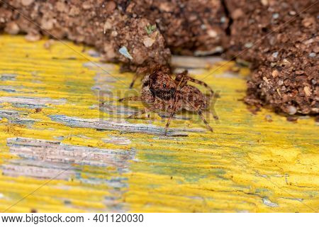 Small Jumping Spider