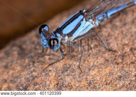 Adult Damselfly Insect