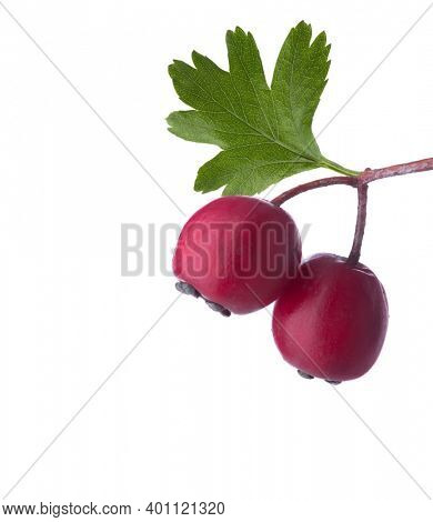 Two small red Hawthorn (May-tree) berries with green leaf   isolated on white background. 