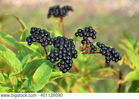 Black Fruits Of Sambucus Ebulus. Munilla, La Rioja.