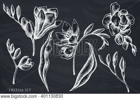 Vector Set Of Hand Drawn Chalk Freesia Stock Illustration