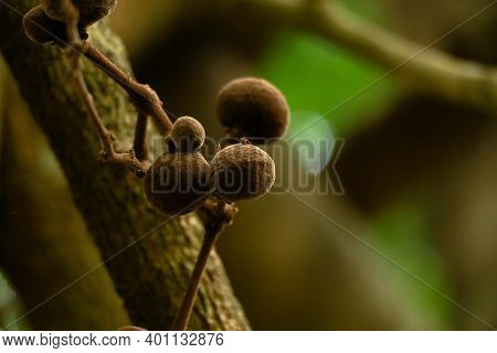 Fruits Of Yellow Vine Or Coscinium Fenestratum From Western Ghats, Endangered Species