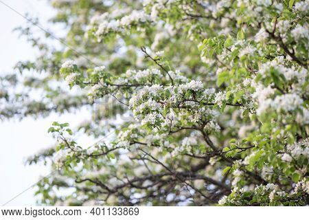 Bloomig Pear Tree In The Garden In April