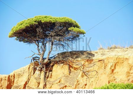 สนและผาแดง (Algarve โปรตุเกส)