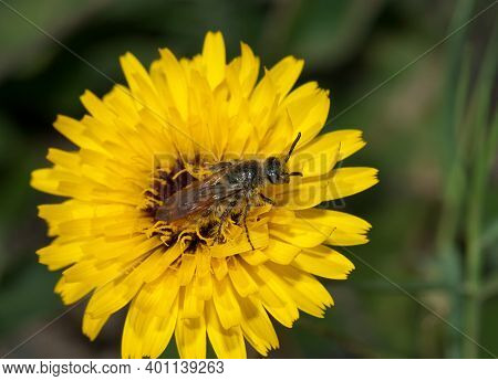 Wasp On A Flower Of Tanger Reichardie Reichardia Tingitana. Arrecife. Lanzarote. Canary Islands. Spa