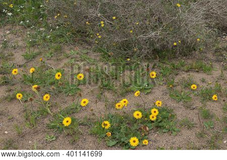 Tanger Reichardie Reichardia Tingitana In Flower. San Bartolome. Lanzarote. Canary Islands. Spain.