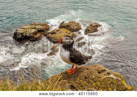 Puffin Bird - Iceland
