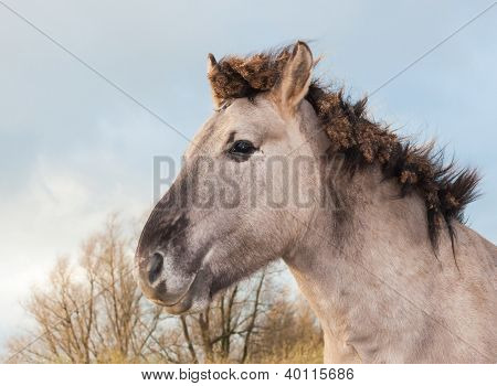 Ritratto di un cavallo Konik