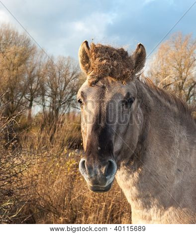 Ritratto di un cavallo Konik