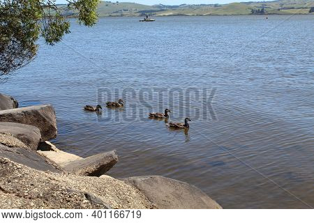 Patos Nadando No Waihola Lake Na Nova Zelandia