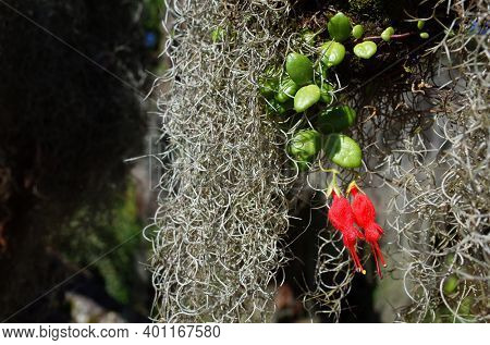 Small rare red flowers Chilean mitre flower and hanging curly Spanish moss close up photo with selective focus. Nature of Chile
