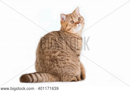 Horisontal Photo Of Red Ginger White Creamy Tabby Striped Fluffy Cute Adorable Young British Cat Loo