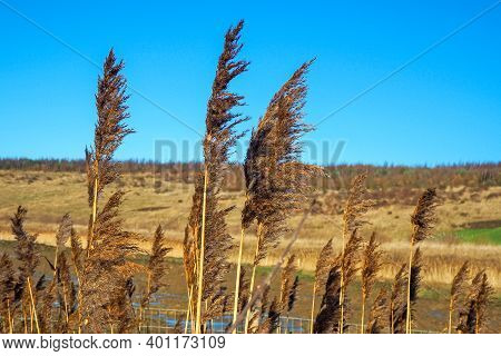 Seed Heads Tall Reeds Image & Photo (Free Trial) | Bigstock