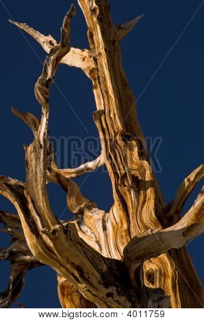 สน Bristlecone
