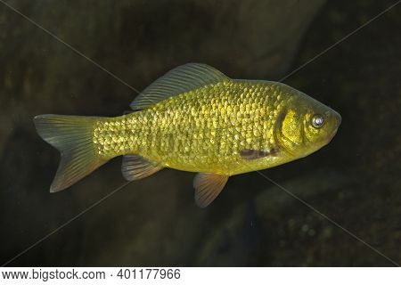 The Сrucian Carp (carassius Carassius) In Aquarium.