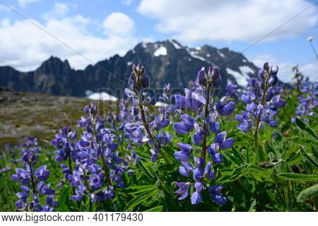 Blossoms Of Purple Lupine With Blurry Mountains In The Background In North Cascades National Park