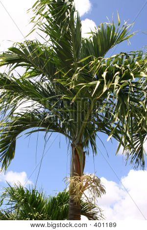 Palmtree ในดวงอาทิตย์