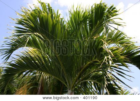 Palmtree