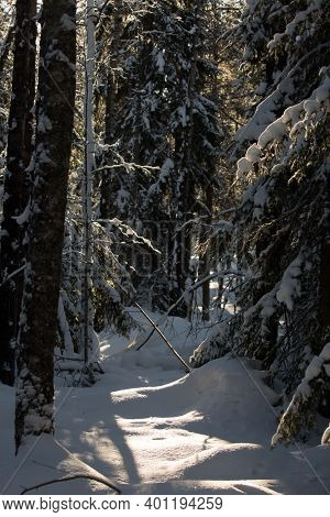 Sunny frosty and snowy winter day. Snowy coniferous forest. Ranua zoo in Lapland. The concept of active, winter, environmental and photo tourism