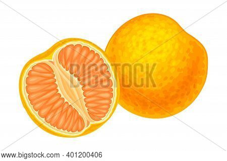 Citrus Fruit With Half Showing Juicy Segment Vector Illustration