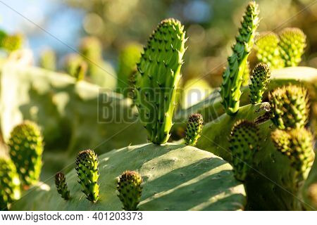 Opuntia Cactuses In The Garden With Sun Shadow As Nice Background
