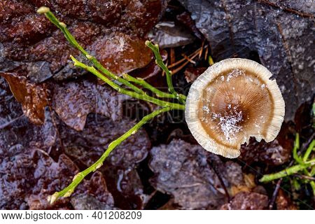 Little Poisonous Mushroom Caps. The Vegetation In The Forest Is Covered With Dew And Delicate Frost.