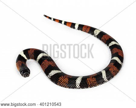 Tri-color Hognose Aka Xenodon Pulcher Snake. Isolated On White Background.