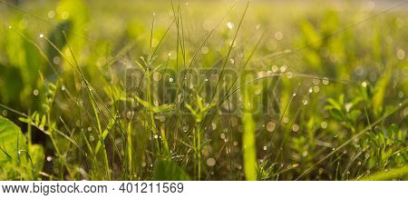 Fresh Water Drops On Green Grass Background