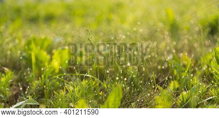Morning Water Drops On Green Grass Background